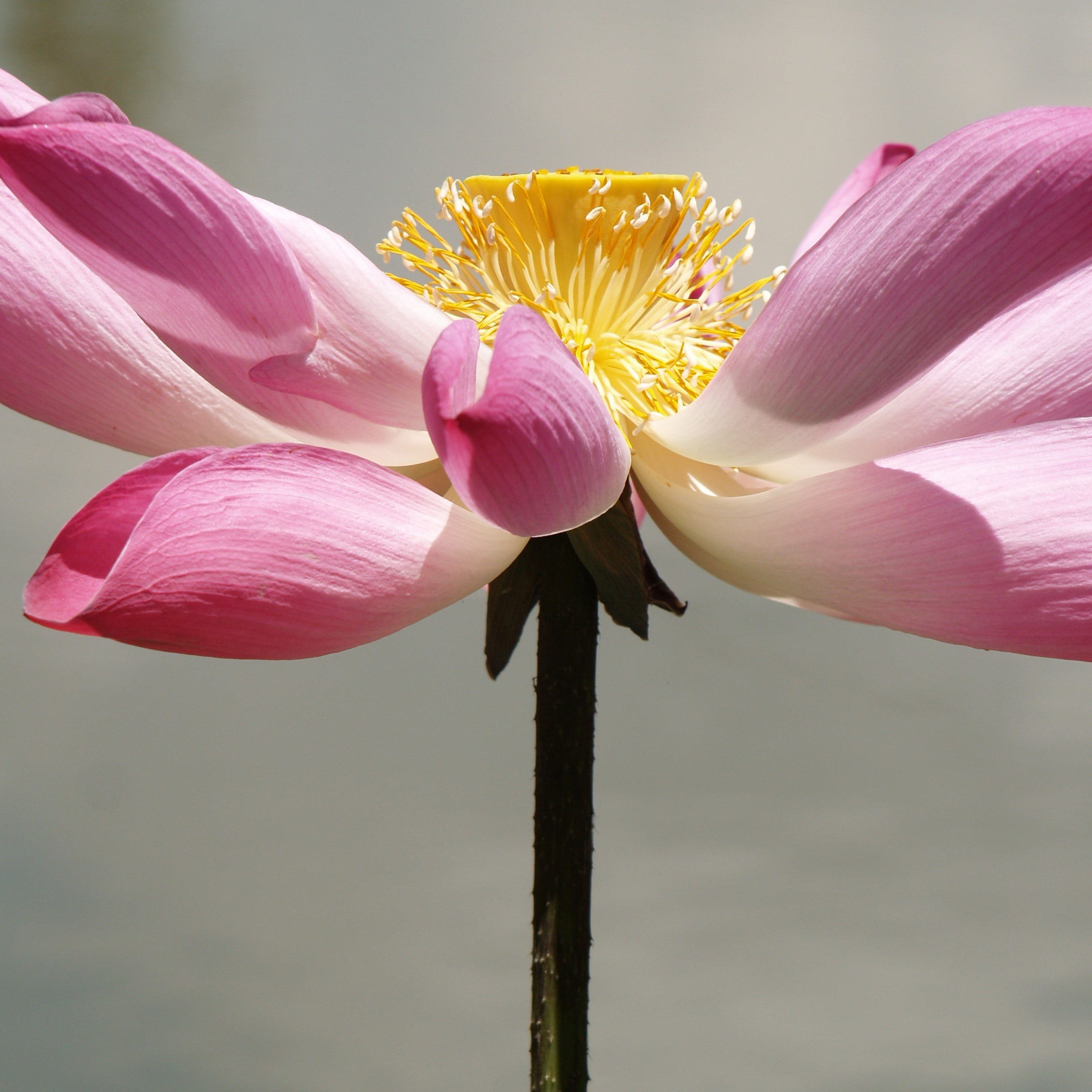 Lotus flower and Lotus flower plants